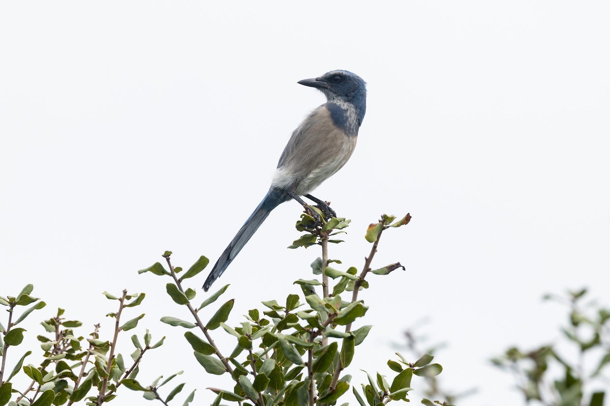 Florida Scrub-Jay - ML643258843