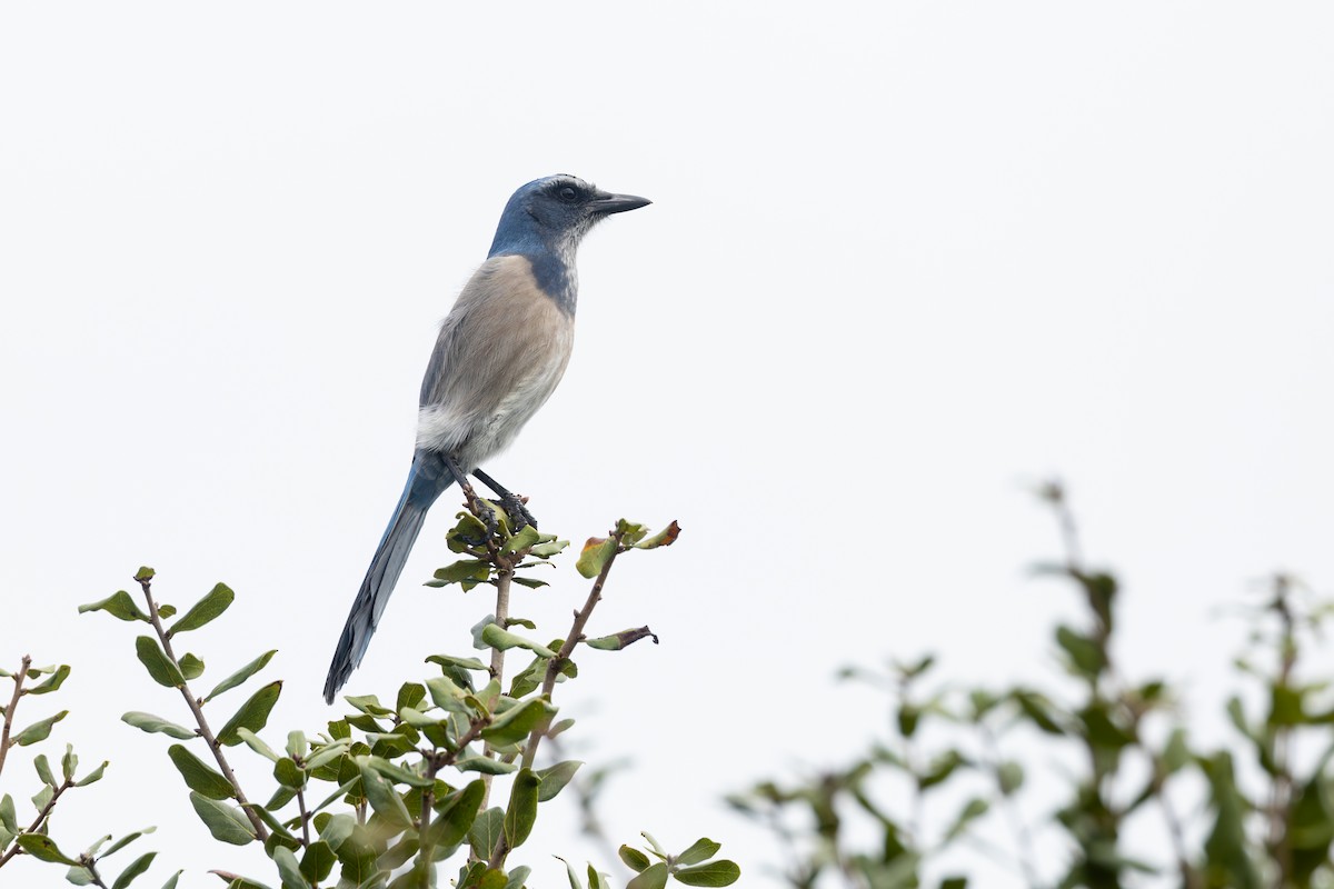 Florida Scrub-Jay - ML643258844