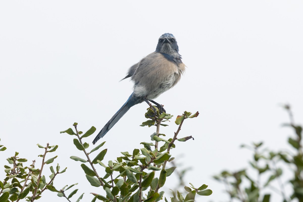 Florida Scrub-Jay - ML643258845