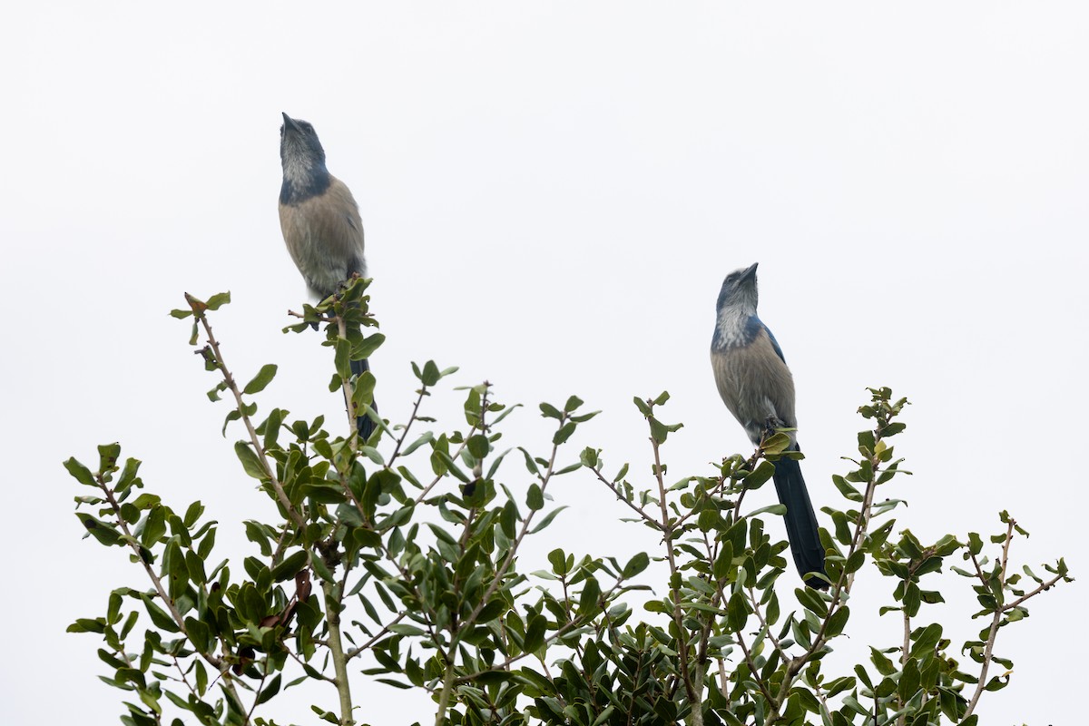 Florida Scrub-Jay - ML643258846