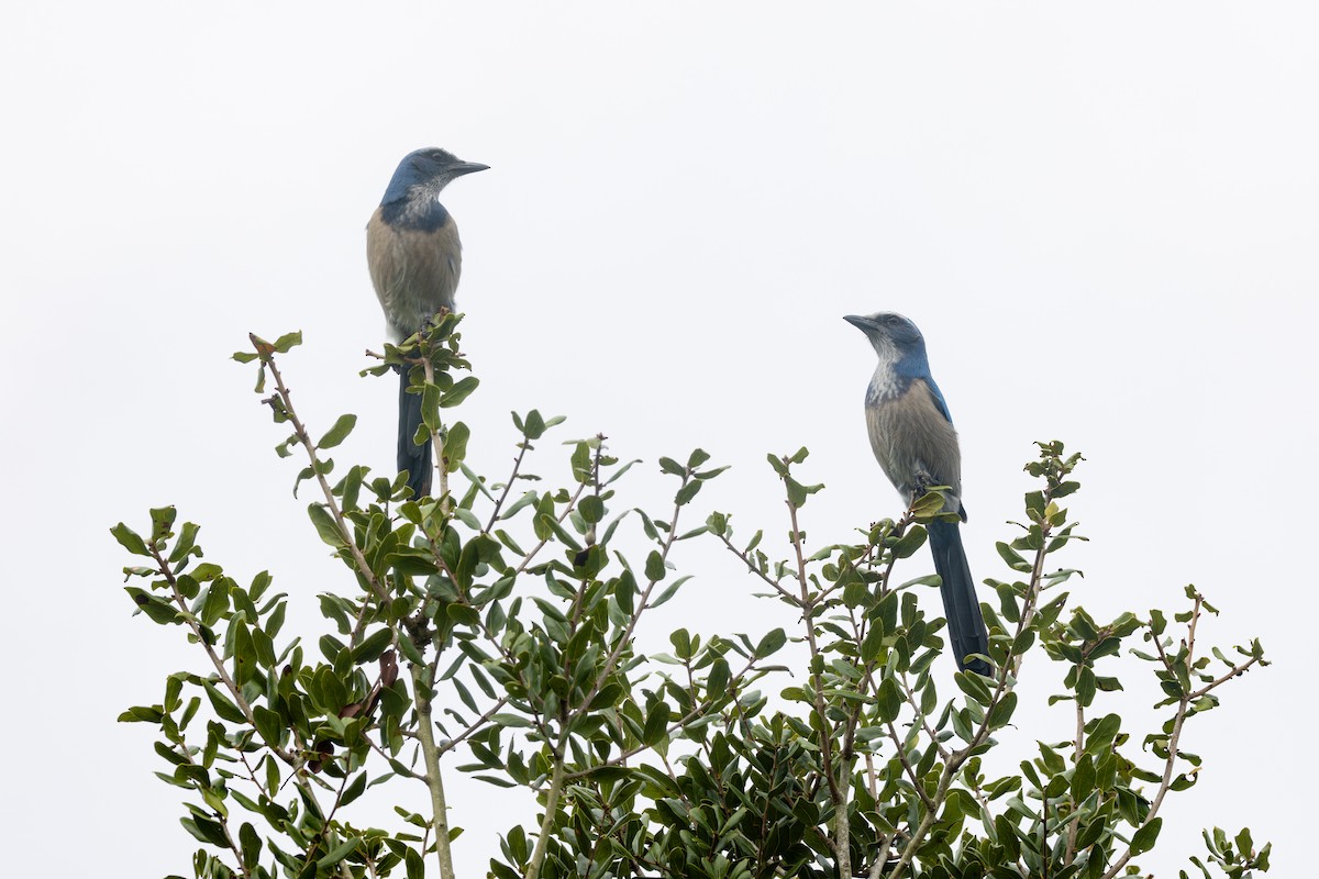 Florida Scrub-Jay - ML643258847