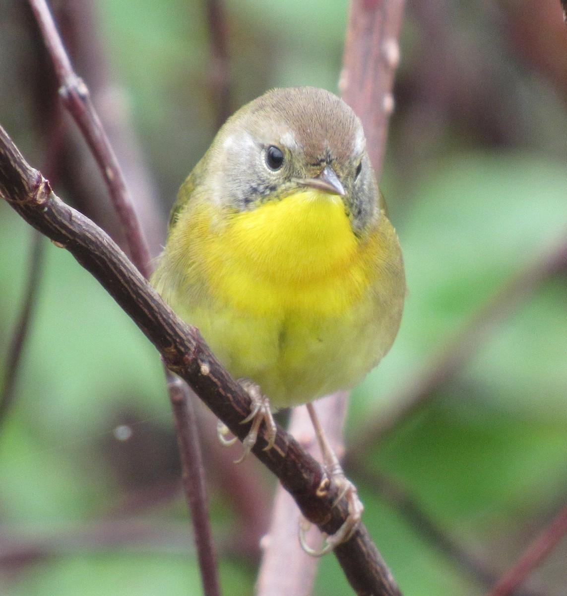 Common Yellowthroat - ML643258853