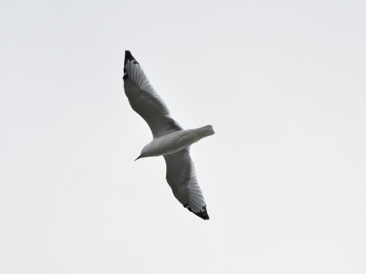 Ring-billed Gull - ML643258856