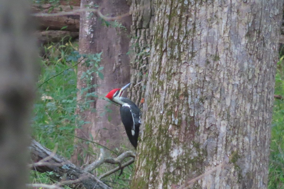 Pileated Woodpecker - ML643258861