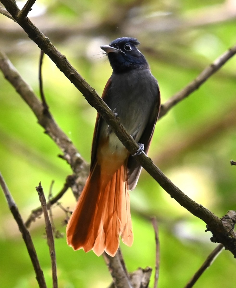 アムールサンコウチョウ - ML643258866