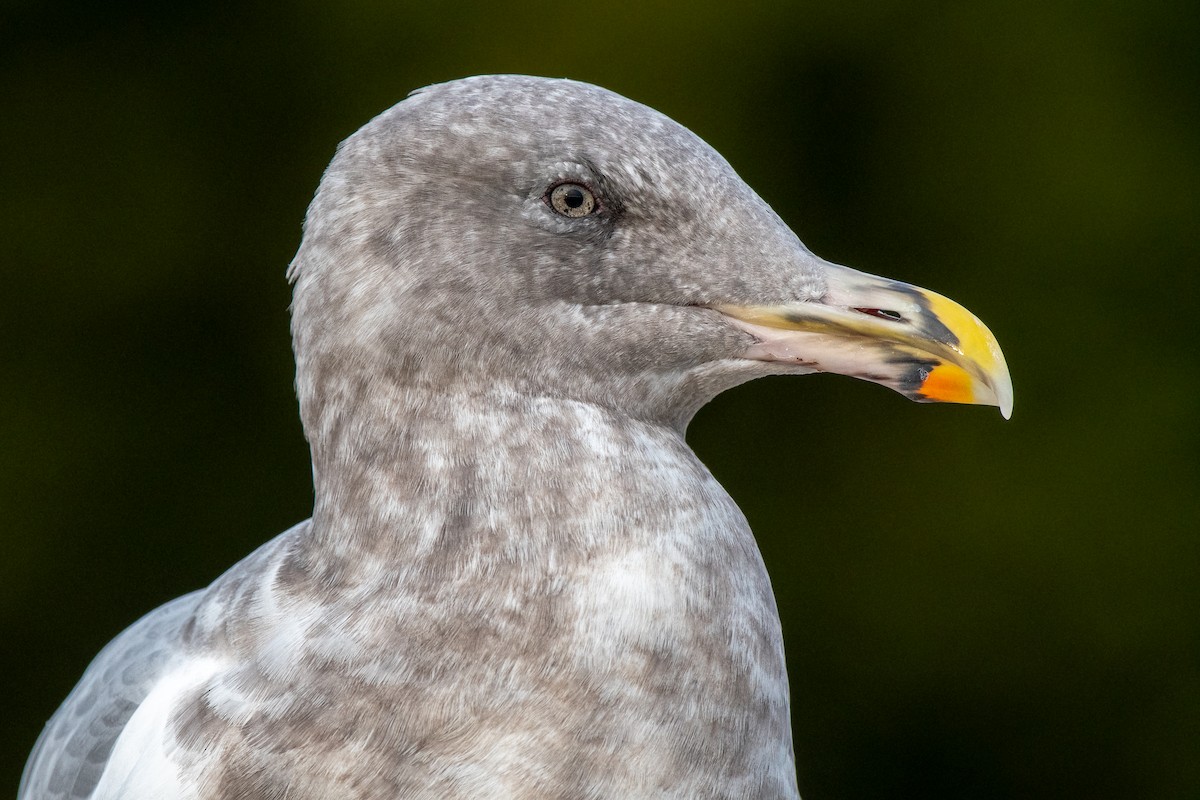 Hybride Goéland d'Audubon x G. à ailes grises - ML643258871