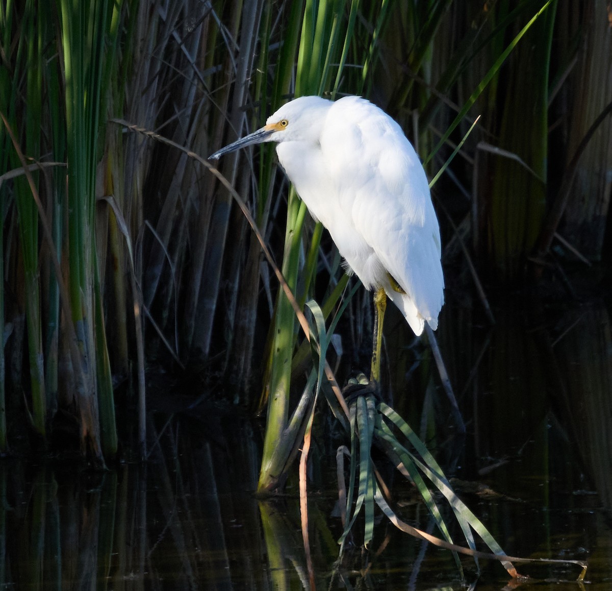 Aigrette neigeuse - ML643258872