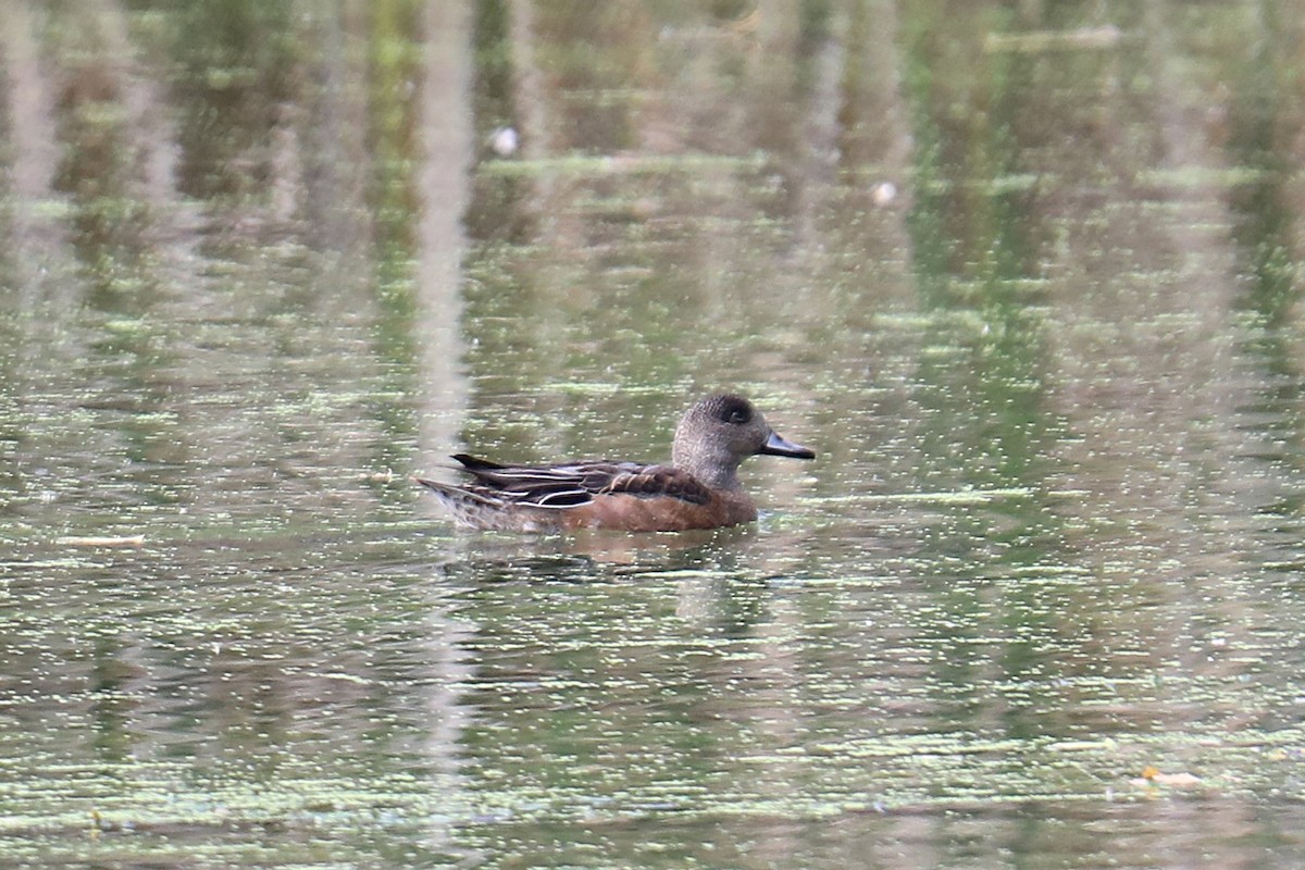 hvízdák americký - ML643258873