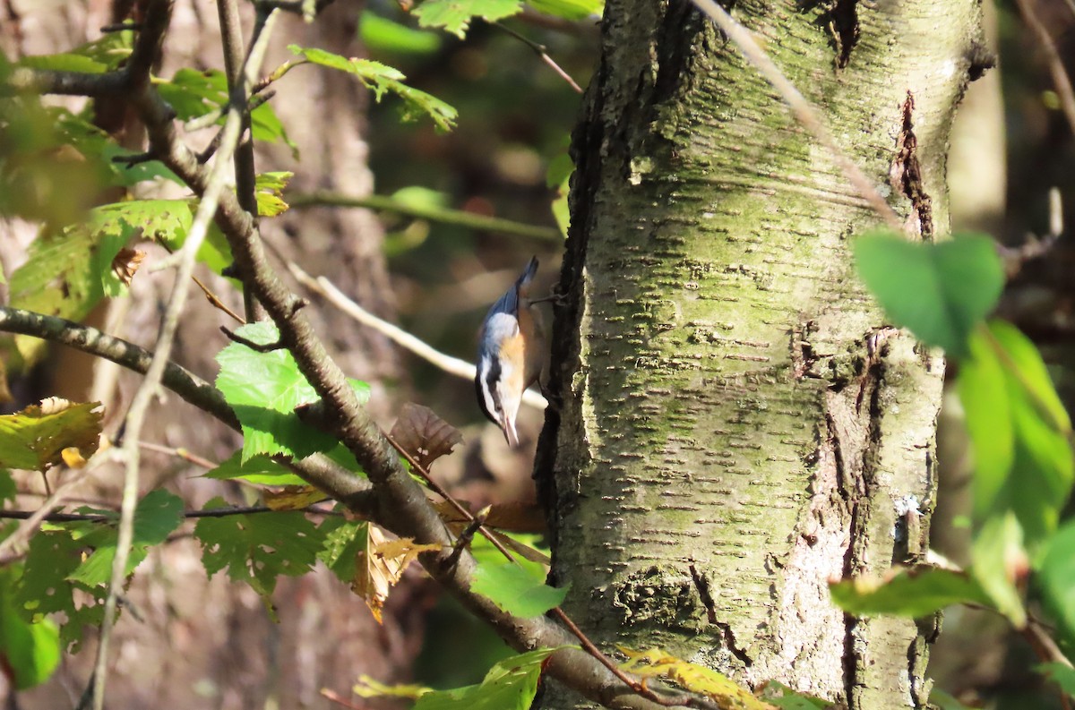Red-breasted Nuthatch - ML643258876
