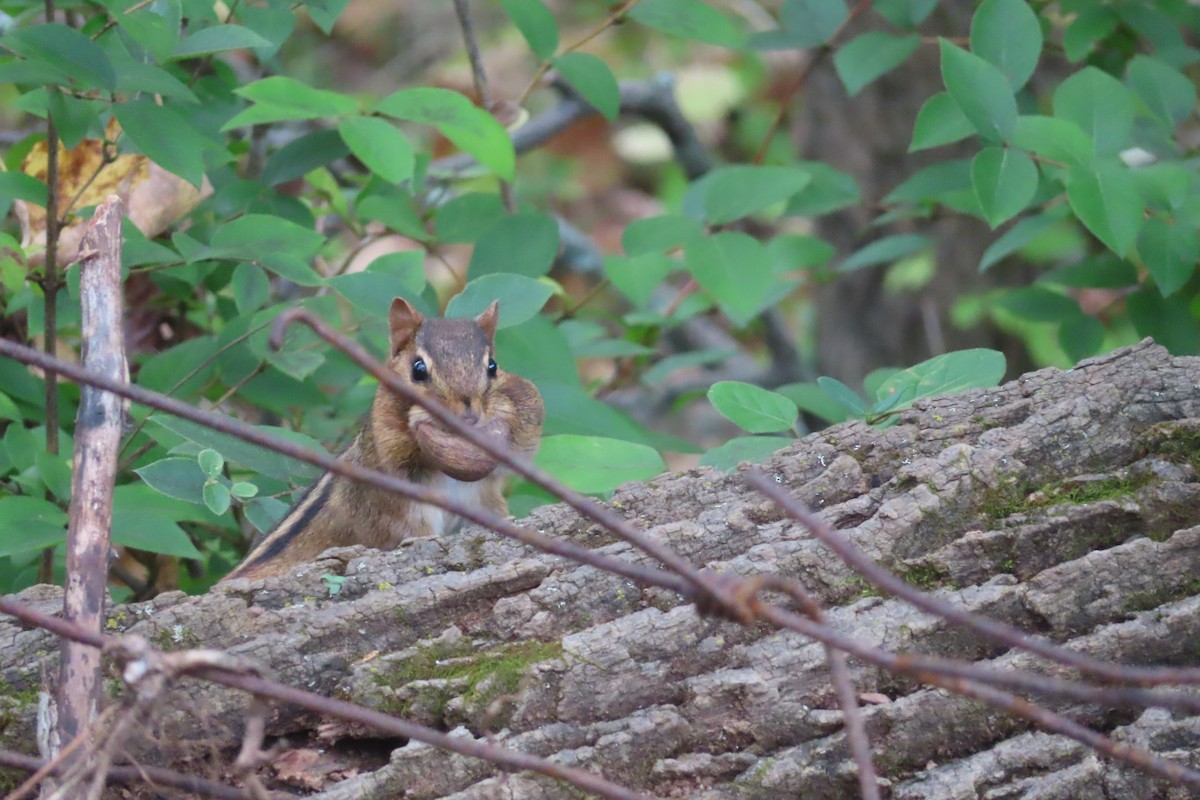 Eastern Chipmunk - ML643258878