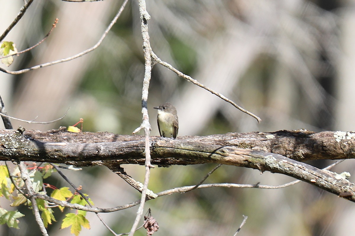 tyranovec domácí - ML643258897