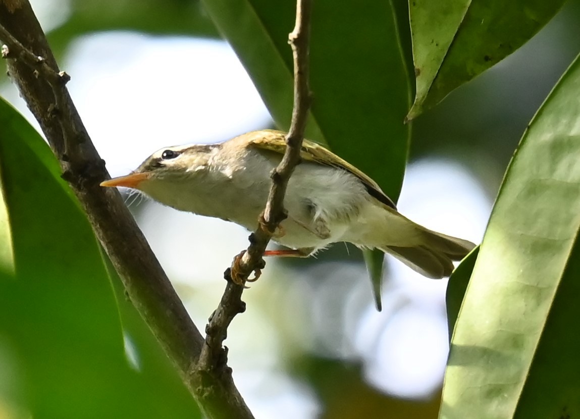Eastern Crowned Warbler - ML643258924