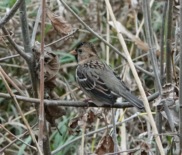 Harris's Sparrow - ML643258934