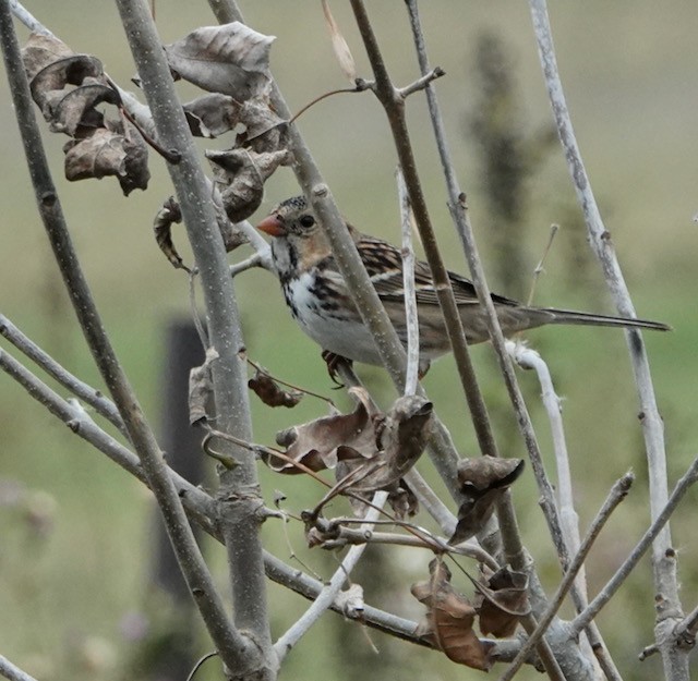 Harris's Sparrow - ML643258935