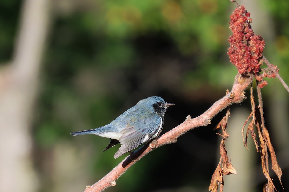Black-throated Blue Warbler - ML643258977