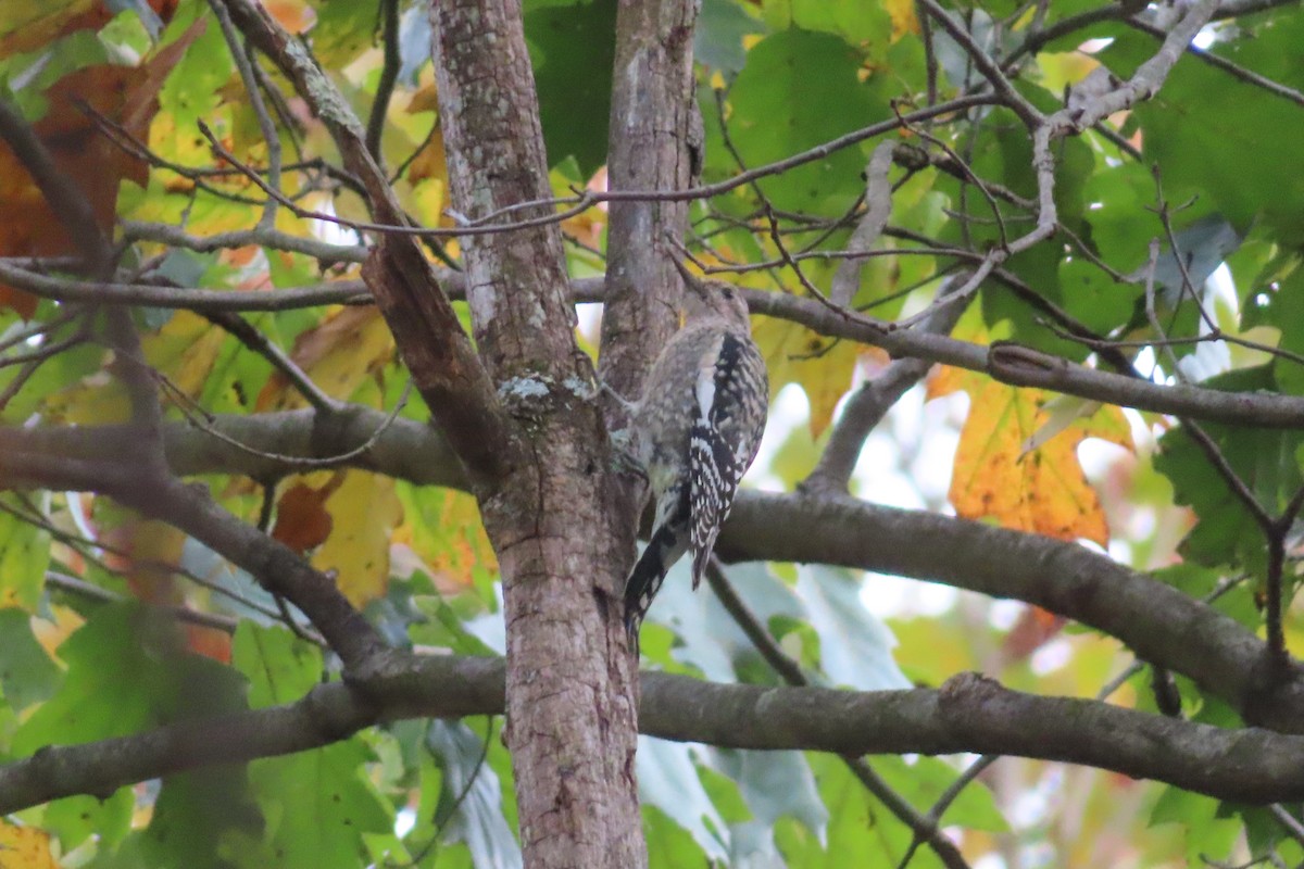Yellow-bellied Sapsucker - ML643258984