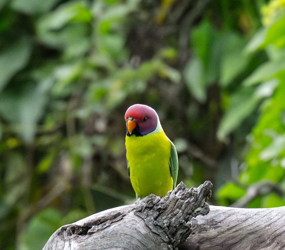 Plum-headed Parakeet - ML643259012