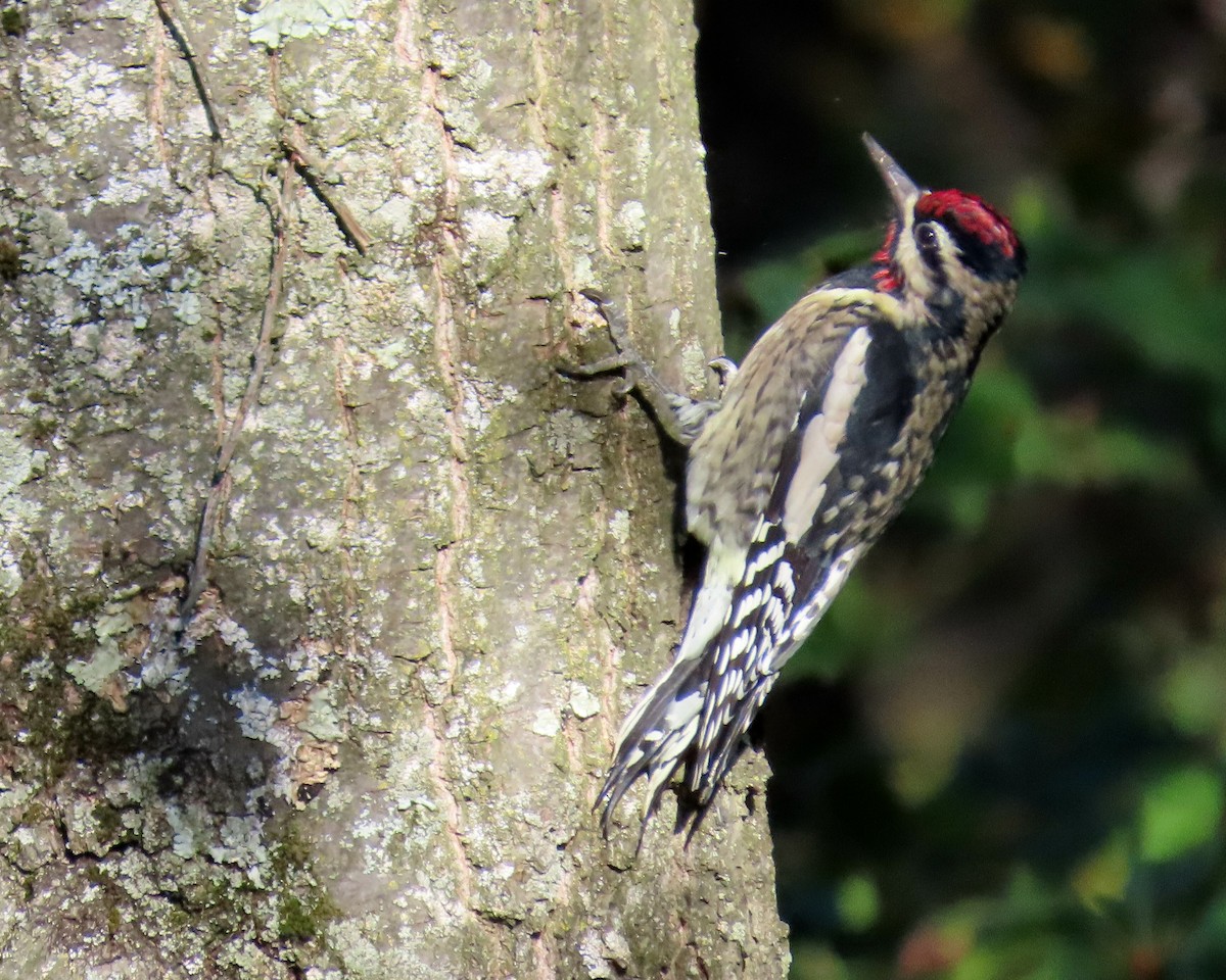Yellow-bellied Sapsucker - ML643259015