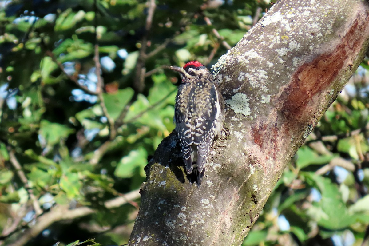 Yellow-bellied Sapsucker - ML643259016
