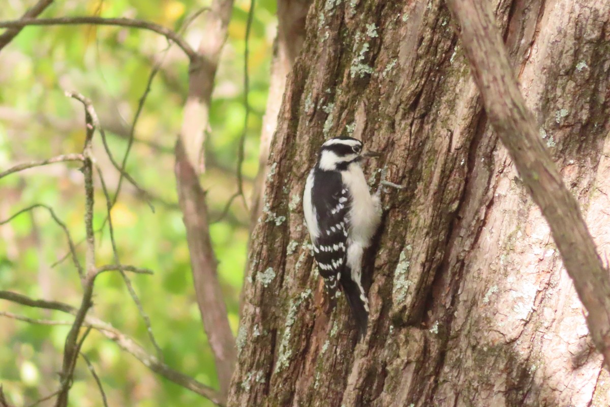 Downy Woodpecker (Eastern) - ML643259026
