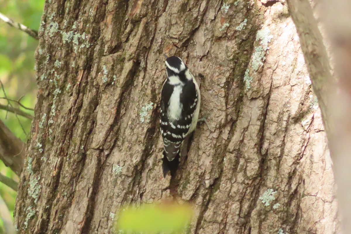 Downy Woodpecker (Eastern) - ML643259027