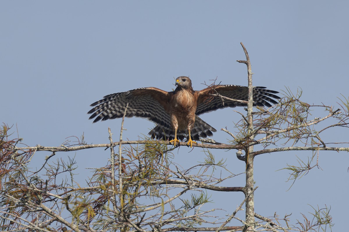 Red-shouldered Hawk - ML643259035
