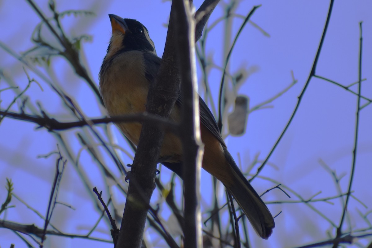 Golden-billed Saltator - ML643259052