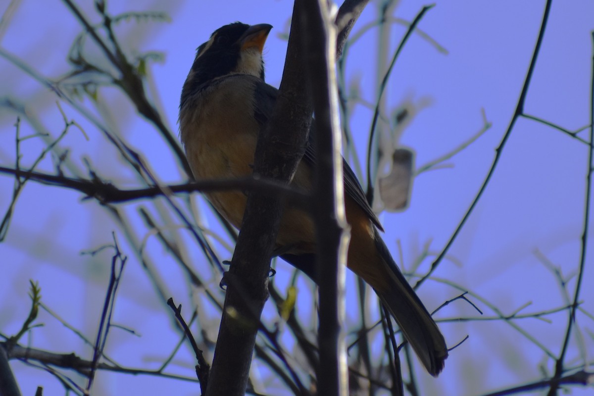 Golden-billed Saltator - ML643259053