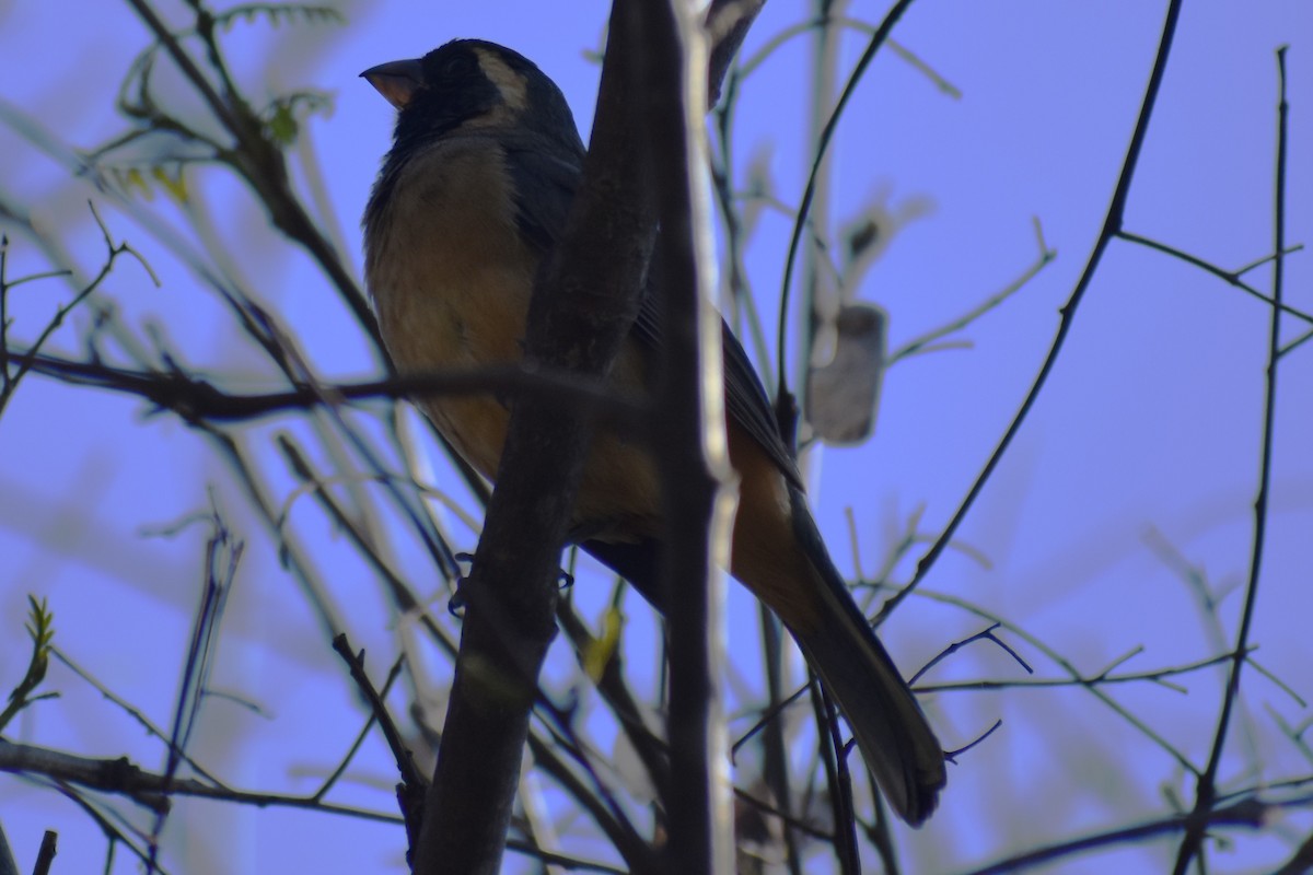 Golden-billed Saltator - ML643259054