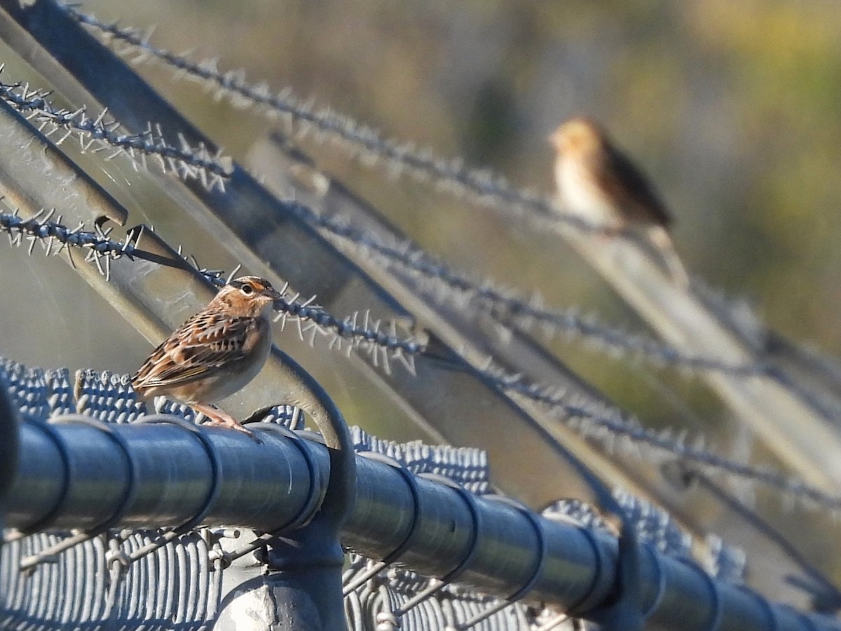 Grasshopper Sparrow - ML643259064