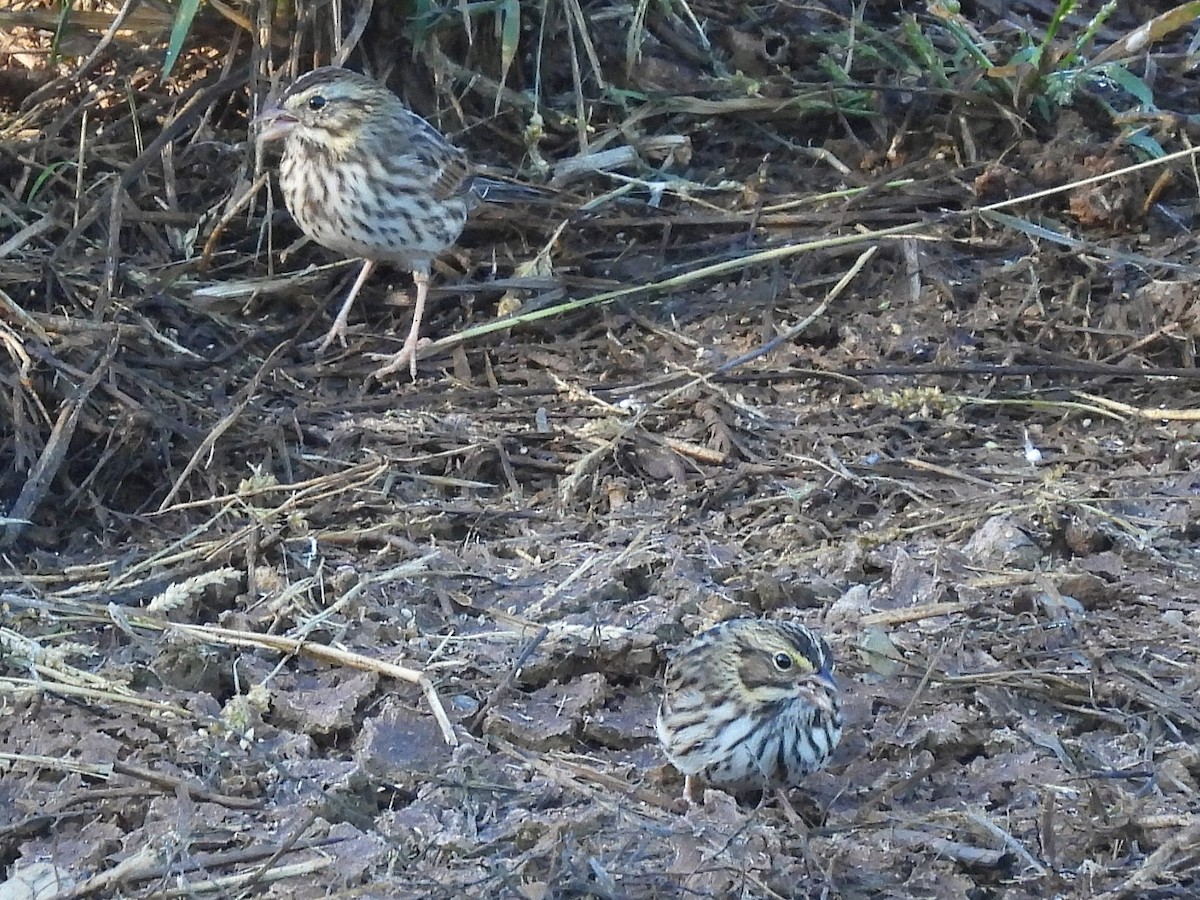 Savannah Sparrow - ML643259074