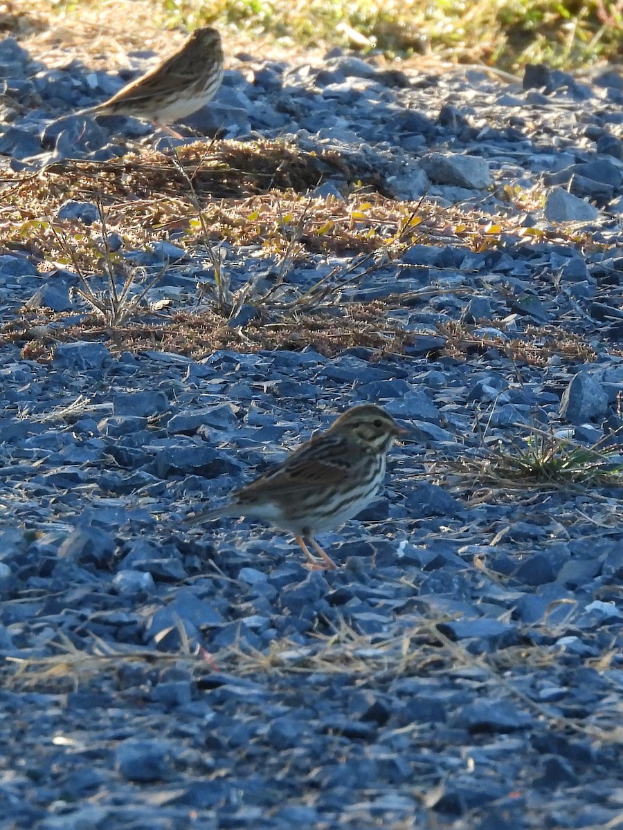 Savannah Sparrow - ML643259075
