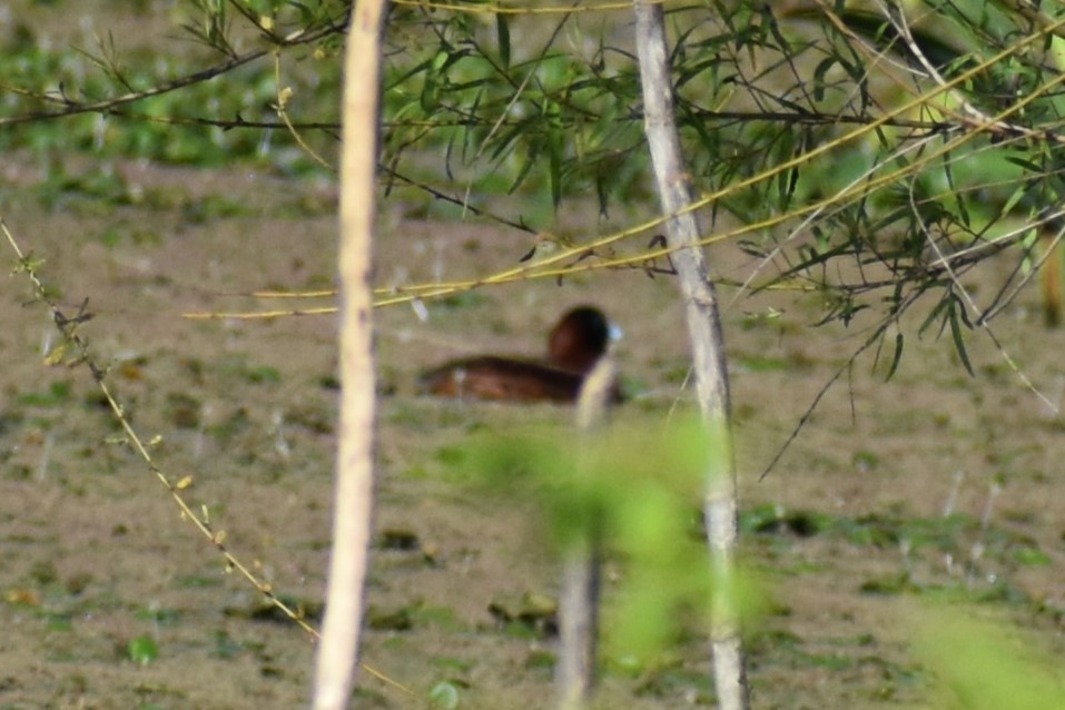 Masked Duck - ML643259095