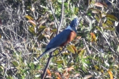 Ringed Kingfisher - ML643259119