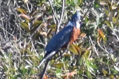 Ringed Kingfisher - ML643259120