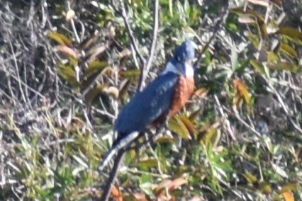 Ringed Kingfisher - ML643259121