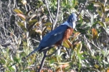 Ringed Kingfisher - ML643259122