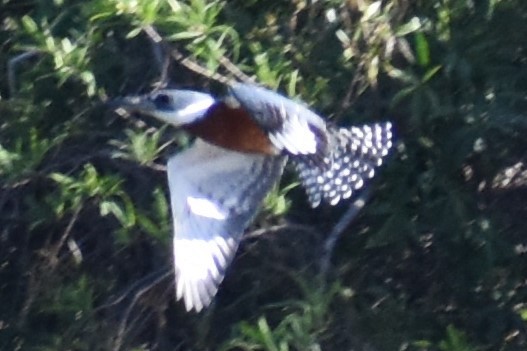 Ringed Kingfisher - ML643259123