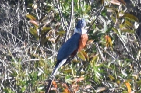 Ringed Kingfisher - ML643259124