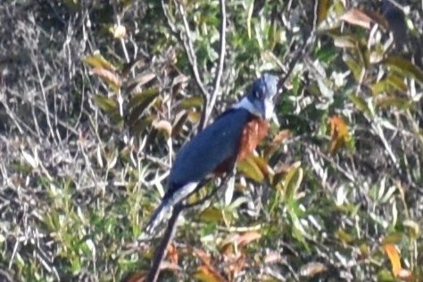 Ringed Kingfisher - ML643259125