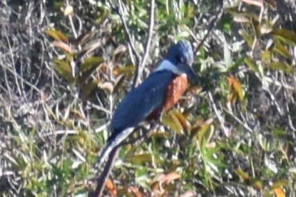Ringed Kingfisher - ML643259126