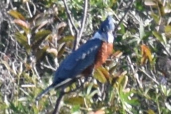 Ringed Kingfisher - ML643259127