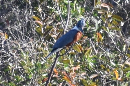 Ringed Kingfisher - ML643259129