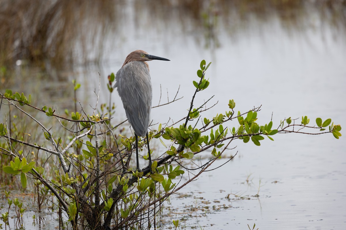 Reddish Egret - ML643259130