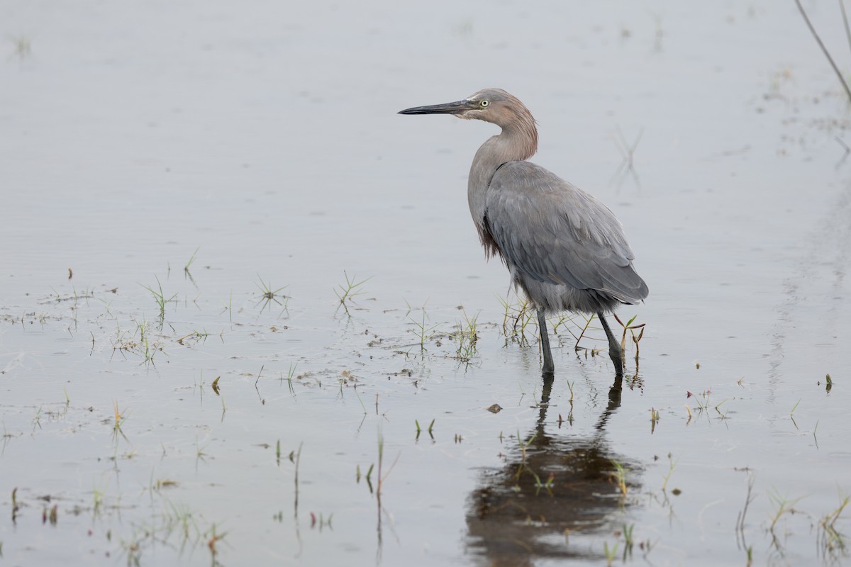 Reddish Egret - ML643259131