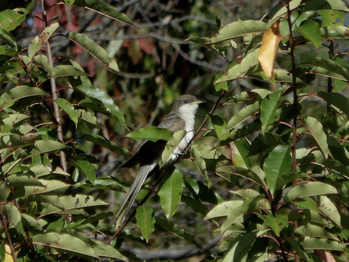 Yellow-billed Cuckoo - ML643259165