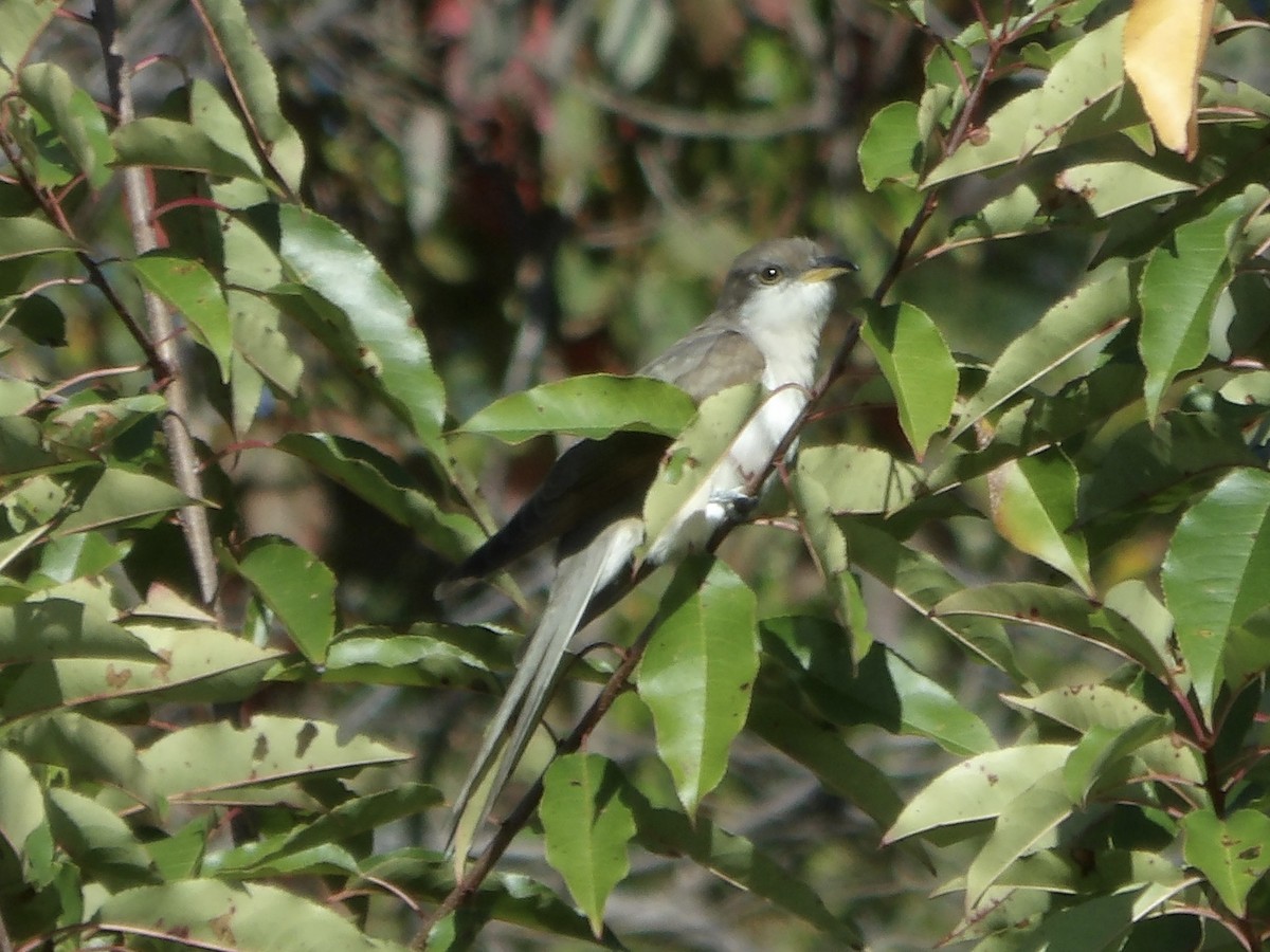 Yellow-billed Cuckoo - ML643259166