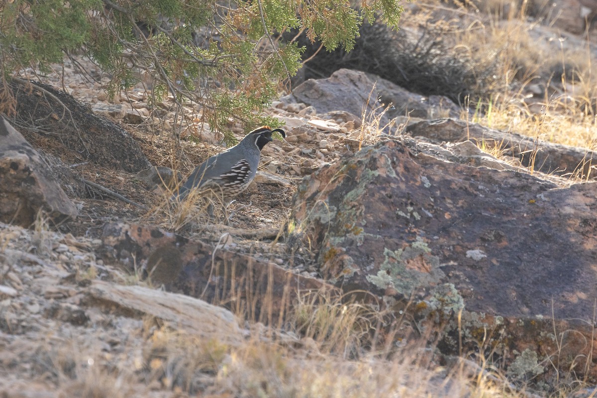 Gambel's Quail - ML643259180