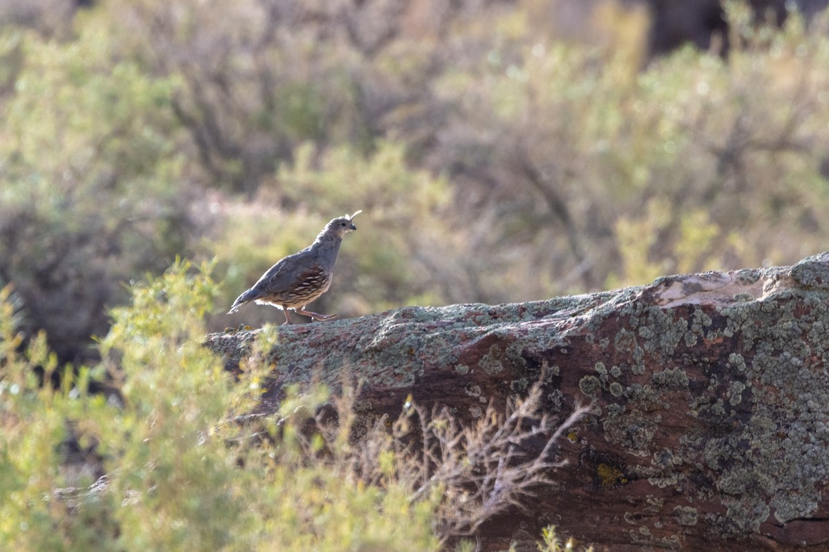 Gambel's Quail - ML643259181