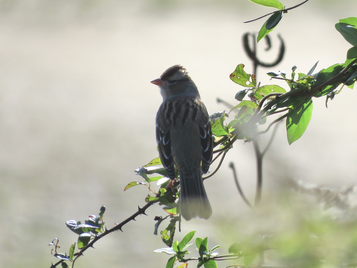 White-crowned Sparrow - ML643259200